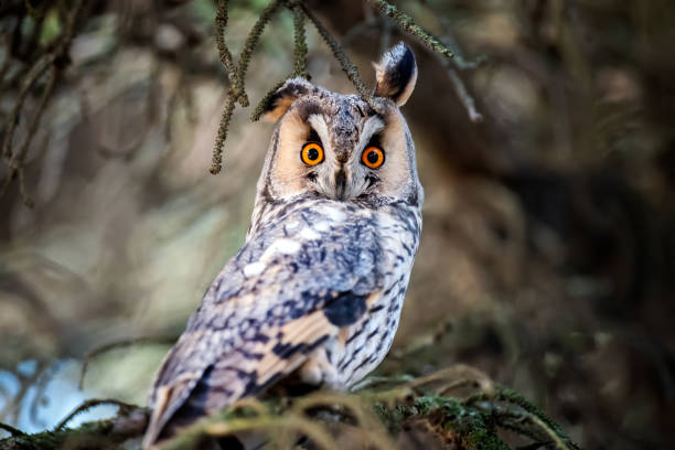 istock Long-eared Owl sit in a branch and looking on the the camera 1194125133
