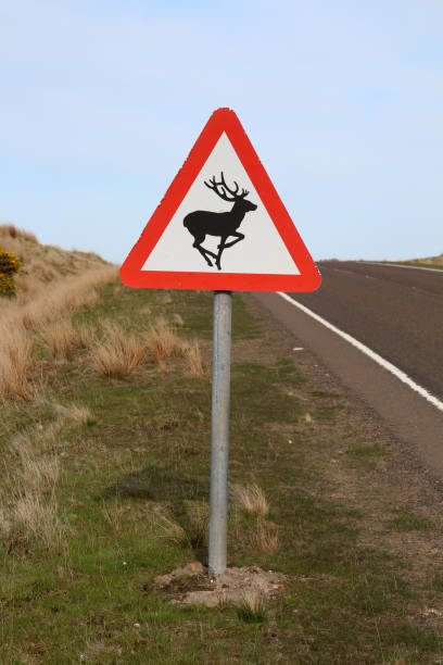 istock Beware of wild animals 1194126268