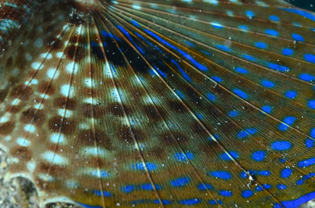 istock Mediterranean Marine Life 1194126334