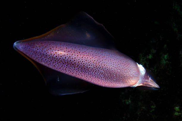 istock Mediterranean Marine Life 1194127508