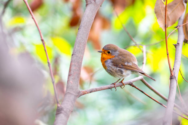 istock European Robin bird sitting on twig 1194127828