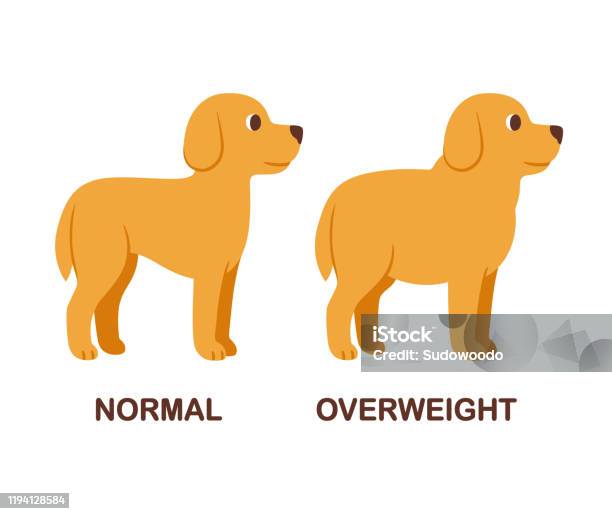 Normal And Fat Dog Illustration Stock Illustration - Download Image Now -  Dog, Weight, Yellow Labrador Retriever - iStock