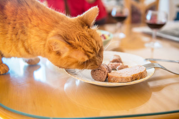 istock Ginger Cat Tempted by Tasty Sausage on the Plate 1194128953