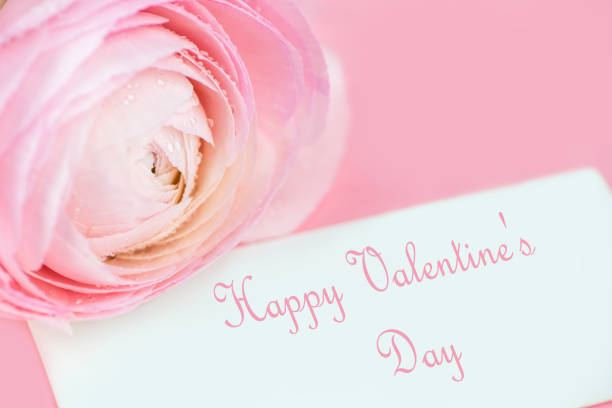 istock delicate pink rose on a pink background. soft focus 1194132208