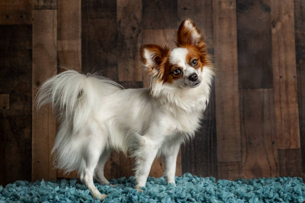 Papillon dog standing pose with a cute head tilt on a dark wood background on a blue blanket.