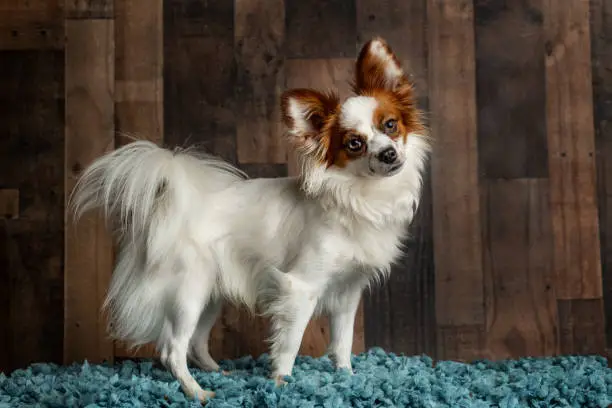 Papillon dog standing pose with a cute head tilt on a dark wood background on a blue blanket.