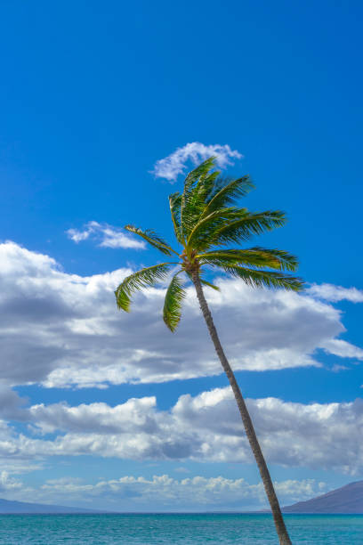 One palm tree with a light breeze in Maui, Hawaii