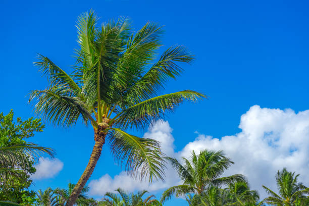 istock Tropical palm Trees with blue sky and clouds 1194132445