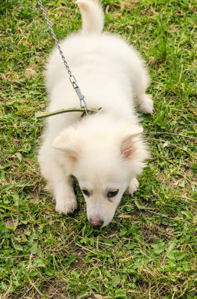 istock dog smelling the ground 1194132496