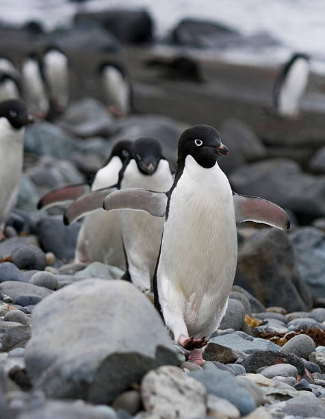 adelie penguins - 9780 stock-fotos und bilder