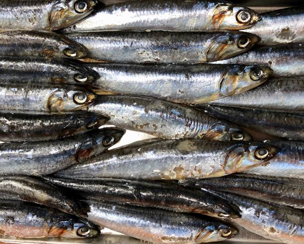 istock Fresh anchovies packed together 1194138812