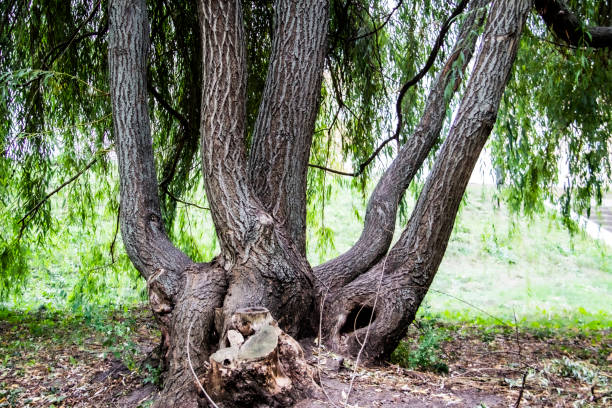 istock A curving tree in the park. Nature. Green leaves 1194139019