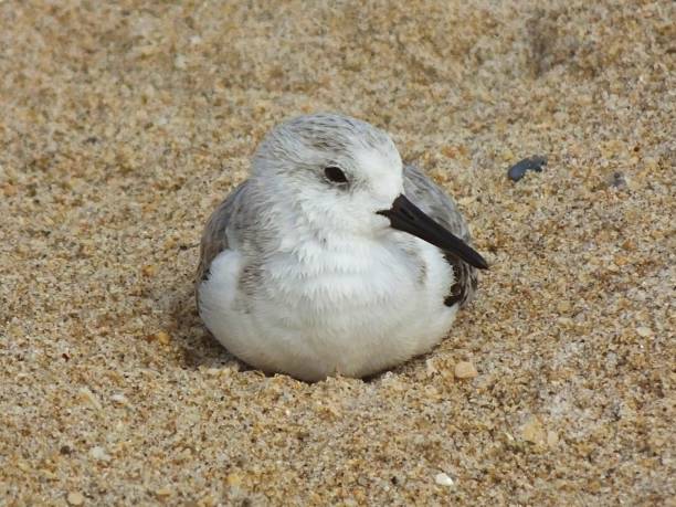 istock Sanderling (Calidris alba) - lying down on the Florida sand 1194139133