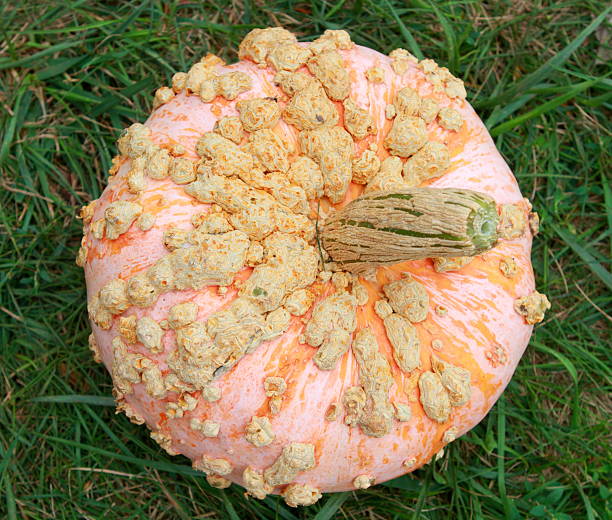 Ugly pumpkin stock photo