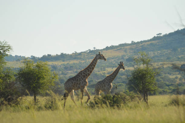 istock Authentic true South African safari experience in bushveld in a game reserve 1194140014