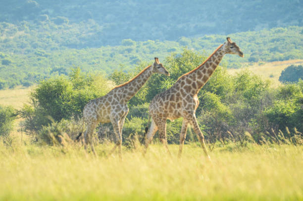 istock Authentic true South African safari experience in bushveld in a game reserve 1194140105