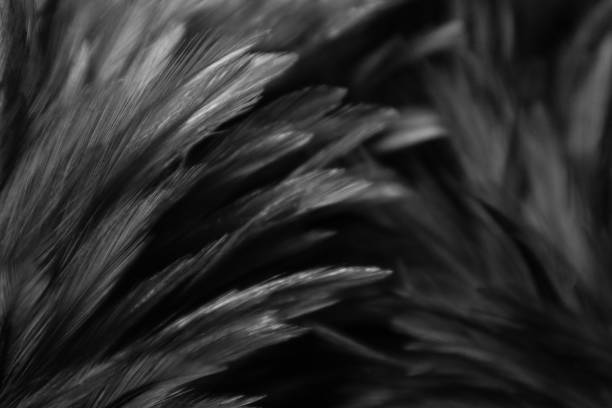 piękne abstrakcyjne kolorowe białe i czarne pióra na ciemnym tle i miękka biała faktura piór na białym wzorze - feather purple bird isolated zdjęcia i obrazy z banku zdjęć