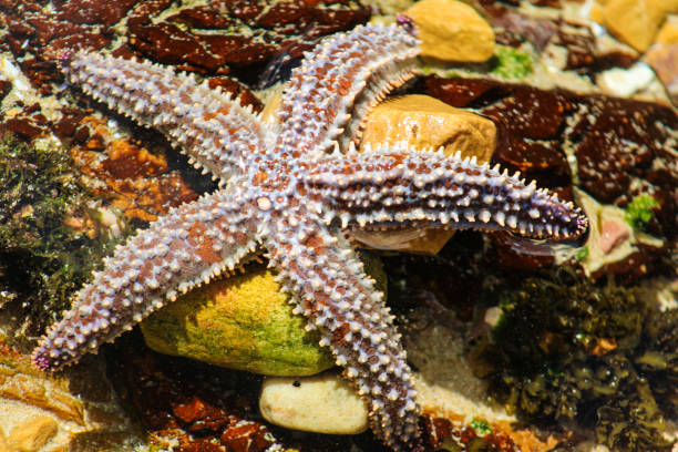 kolczaste ryby gwiazdkowe lub rozgwiazdy naukowe nazwisko marthasterias glacialis w knsyna głowy rpa - beach coral close up water zdjęcia i obrazy z banku zdjęć
