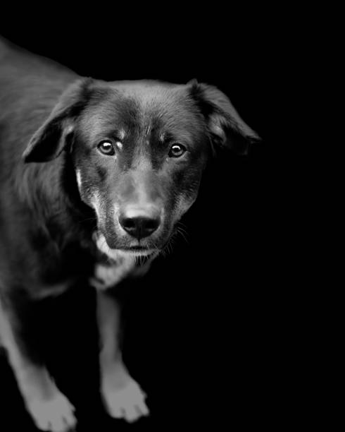 istock Portrait of a dog 1194141496