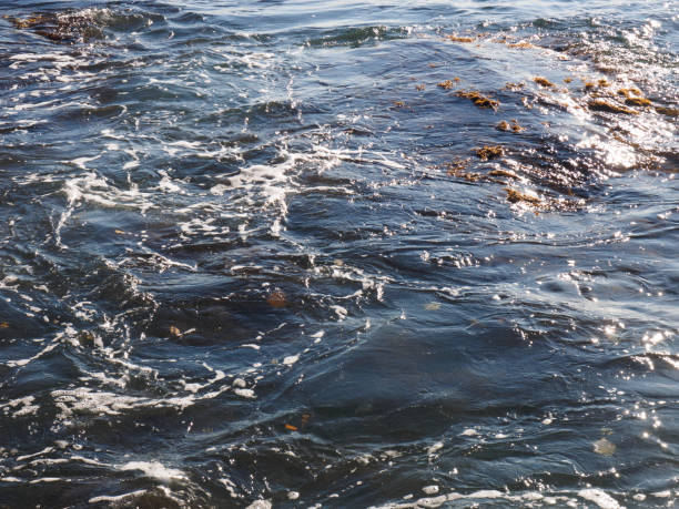 istock Yellow and red algae on the sea waves. Tuapse, Black Sea, Caucasus 1194142939