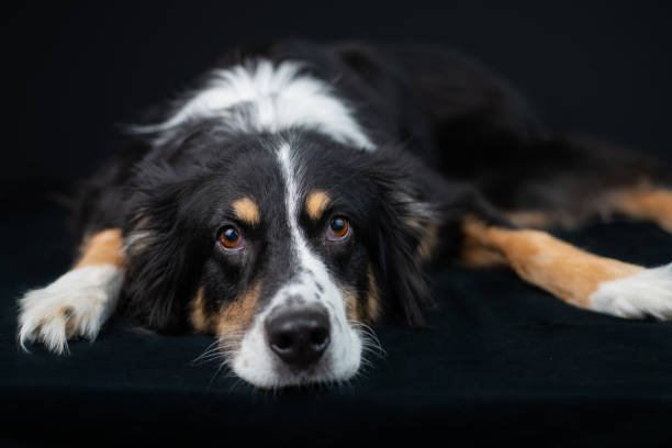 Close up portrait of cute young Australian Shepherd dog with eyeglasses on gray background. Beautiful adult Aussie, looking at camera.