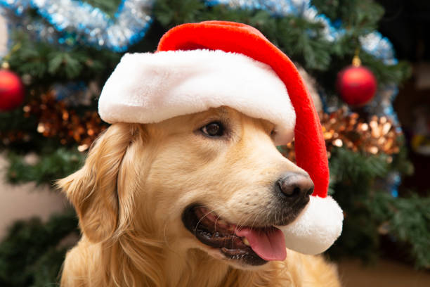 istock A dog with a red Christmas hat. 1194144931
