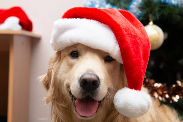 istock A dog with a red Christmas hat. 1194144980