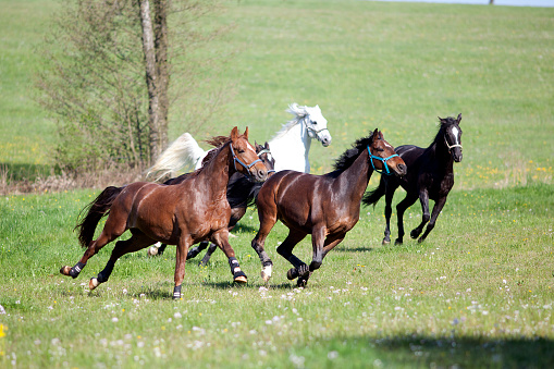 Horse gallop free outside on meadow