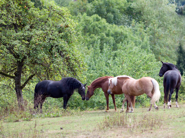 istock horses meeting in pasture under tree in summer. 1194145217