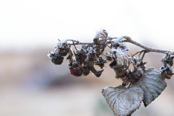 Raspberry bushes in frost macro, beaten crop