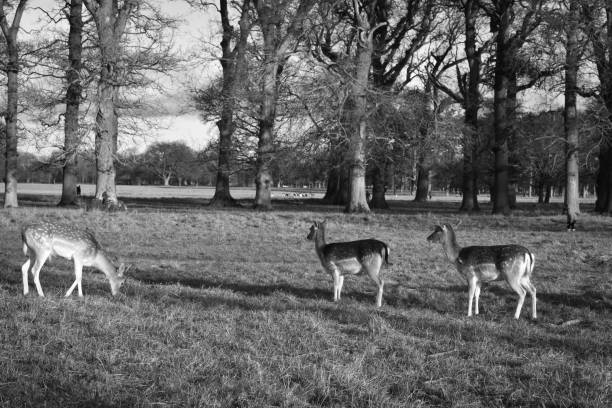 istock Irish deer walking in a park in Dublin 1194146383