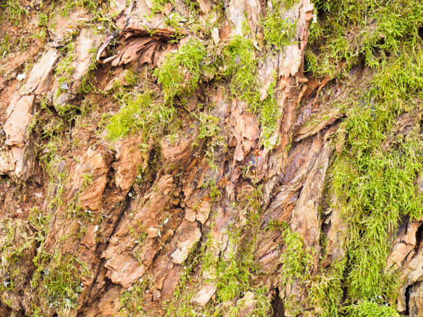 istock Background from oak bark with moss. Tuapse, Black Sea, Caucasus 1194146690