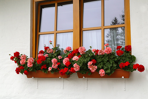 Beautiful geranium on the window of a rural house.Beautiful geranium on the window of a wooden house.