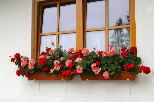 Beautiful geranium on the window of a wooden house stock photo