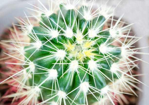 cactus flower close up stock photo
