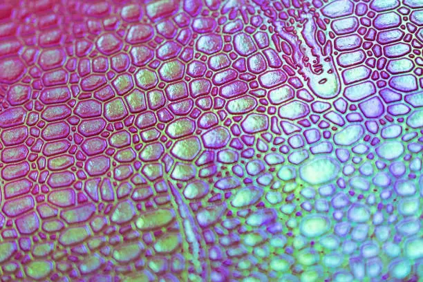 Photo of Crocodile skin texture in neon colors. Concept color 2019, texture. Pink, mint, purple. Creative background for the project.