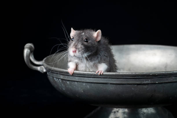 A Rex rat in a fancy silver bowl on a black background.  This image was taken in studio.
