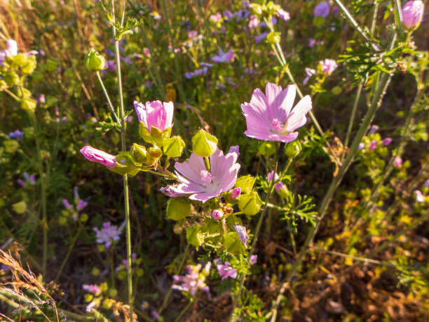 malve, moschus, medicinal plant, medicine, healthy, blossom, malva moschata, meadow, germany, east Westphalia, mallow, abelmusk, indian hibuscus, plant, blossom, germany, meadow, medicinal, healthy, flower, nature, pink, garden, plant, spring, green, bloss The musk mallow, Malva moschata, is a plant species in the subfamily of the Malvoideae within the family of the mallow family and is also called Abelmusk or Indian Hibiscus mallow. It is an old medicinal plant moschus stock pictures, royalty-free photos & images