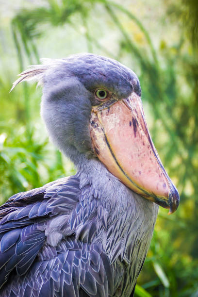 istock The Shoebill Balaeniceps rex also known as whalehead or shoe-billed stork. 1194151261