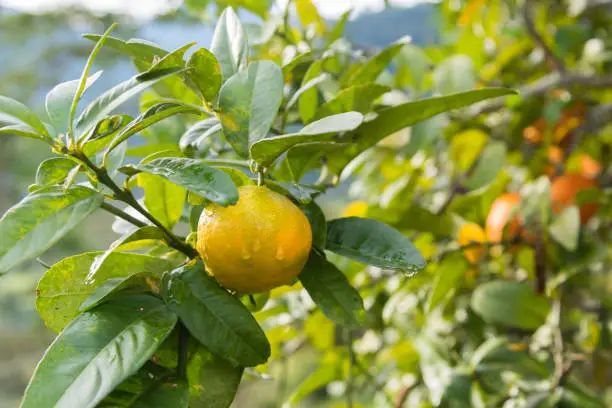 Photo of tangerine hanging from the tree