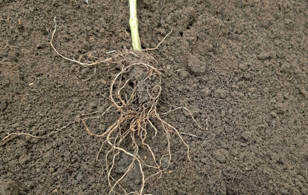 istock A tomato seedling roots. How to plant tomatoes concept 1194151444