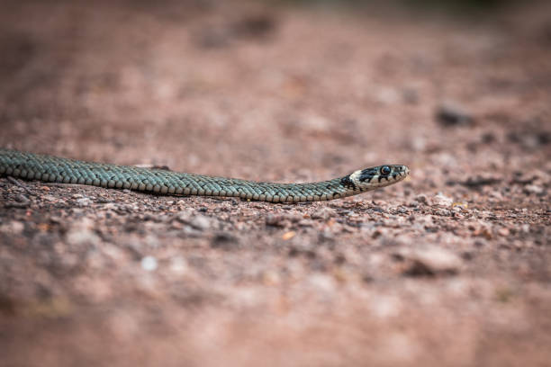 istock Male reptile or grass snake, Natrix natrix 1194152076