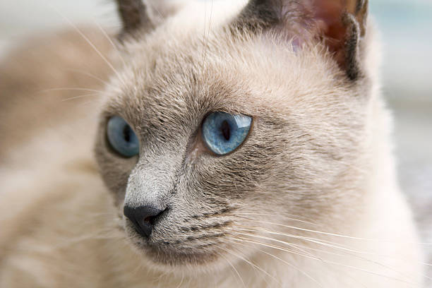 Portrait of a Siamese Cat stock photo