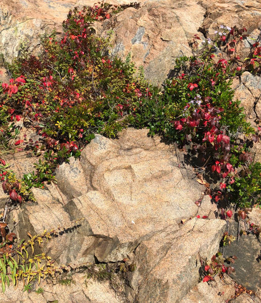istock Acadia National Park Granite 1194152198
