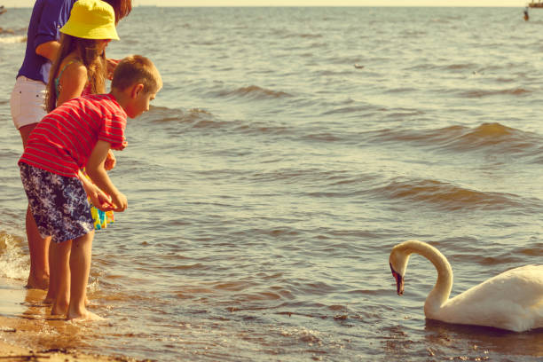 istock Kids playing with swan white bird. 1194152431