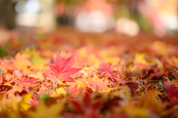 istock Red maple leaves, Autumn themes 1194152557