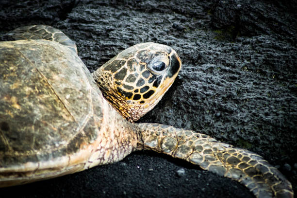 istock Sea turtle ob black Sand 1194152559