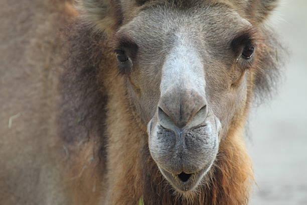 portrait of a funny two-humped camel stock photo