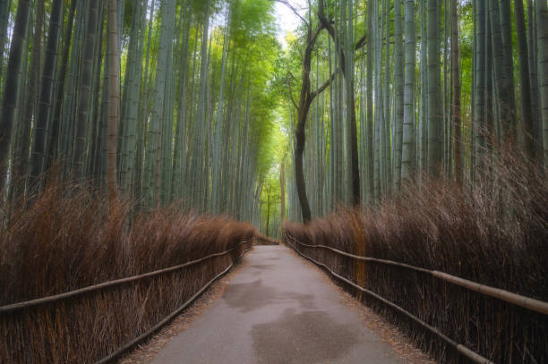 istock Arashiyama Bamboo Forest in Kyoto, Japan 1194153332