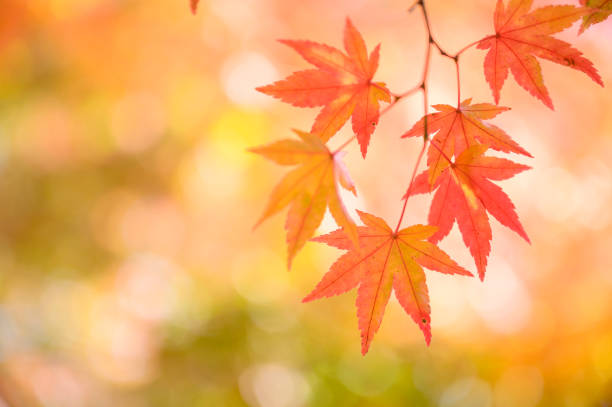 Red maple leaves, Autumn themes
